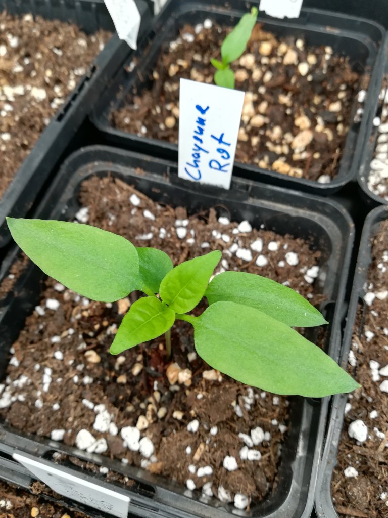 Cayenne