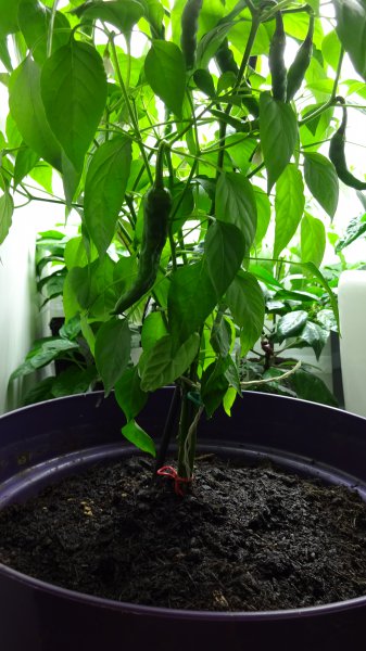 Cayenne