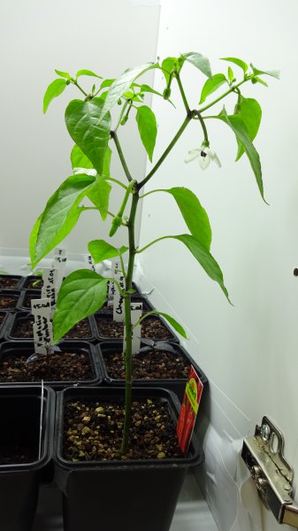 Cayenne_20cm_gross