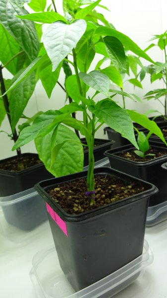 Cayenne_Fusionierungs-Versuch