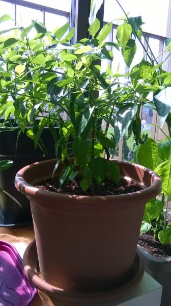 Cayenne_Pflanze_2