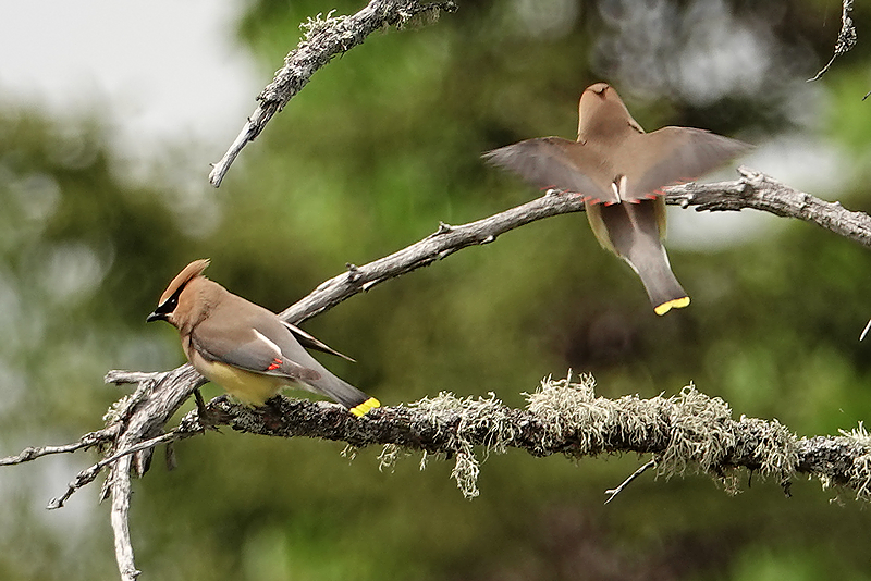 Cedar waxwing / Zedernseidenschwanz