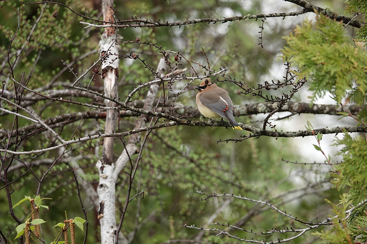 Cedar Waxwing