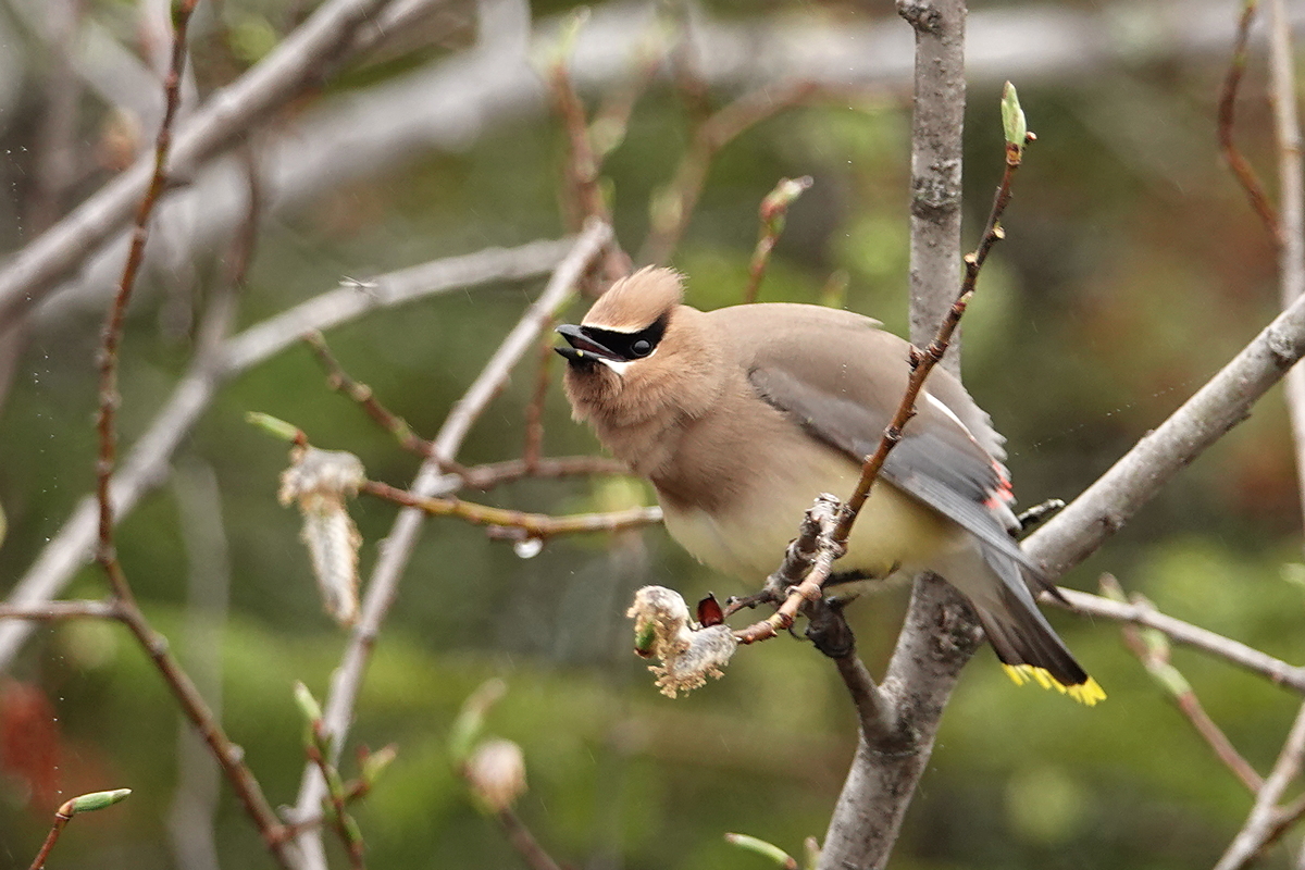 Cedar Waxwing