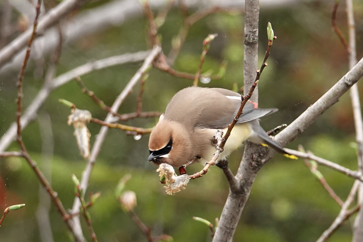 Cedar Waxwing