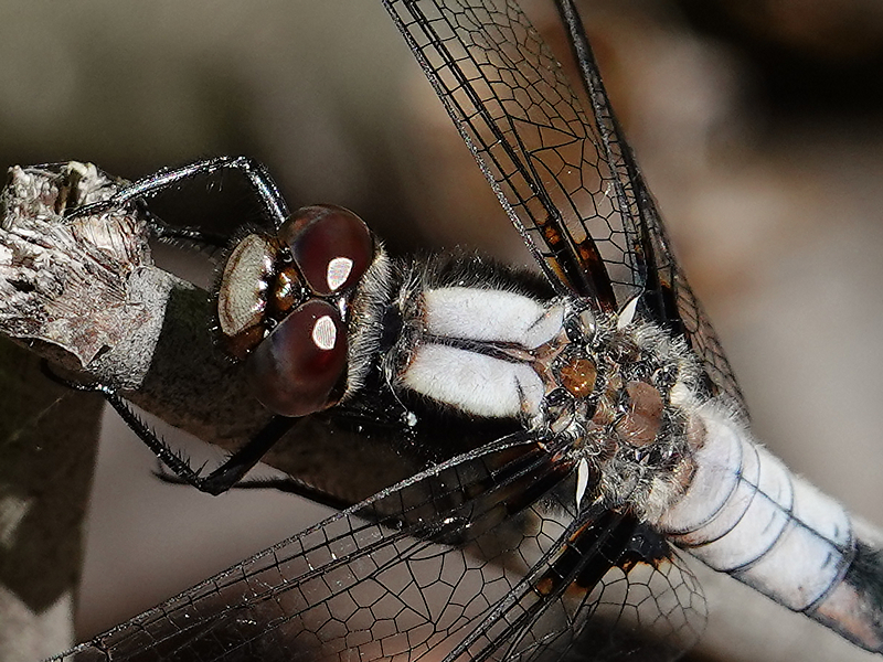 Chalk-fronted corporal