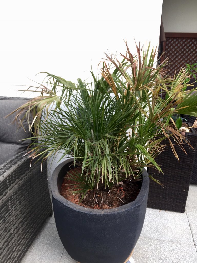 Chamaerops humilis IMG_3914