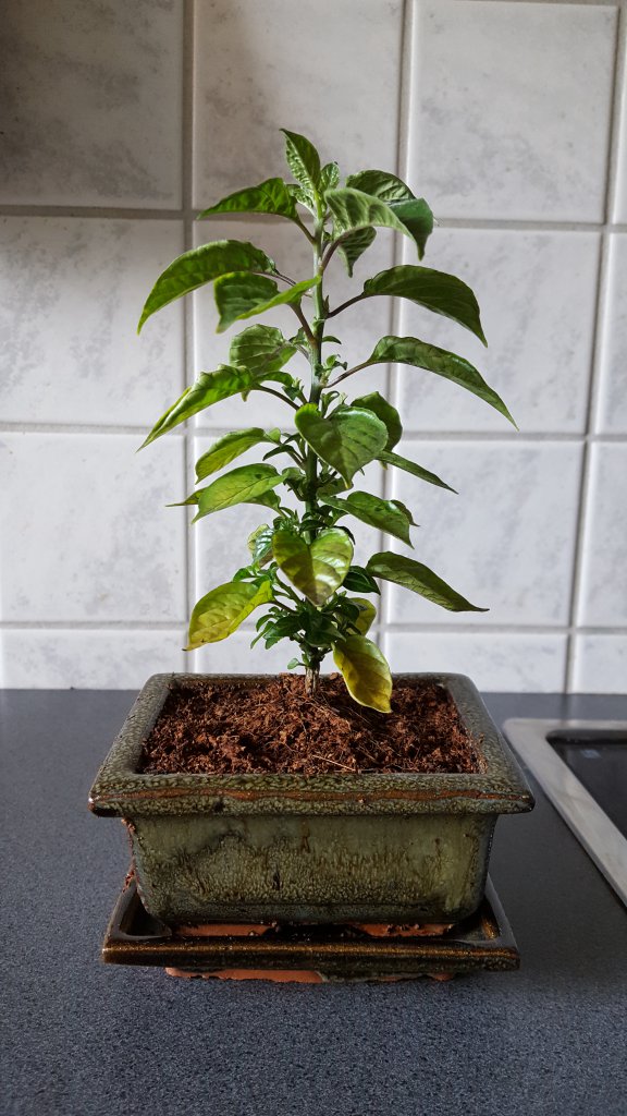 Charapita Bonsai