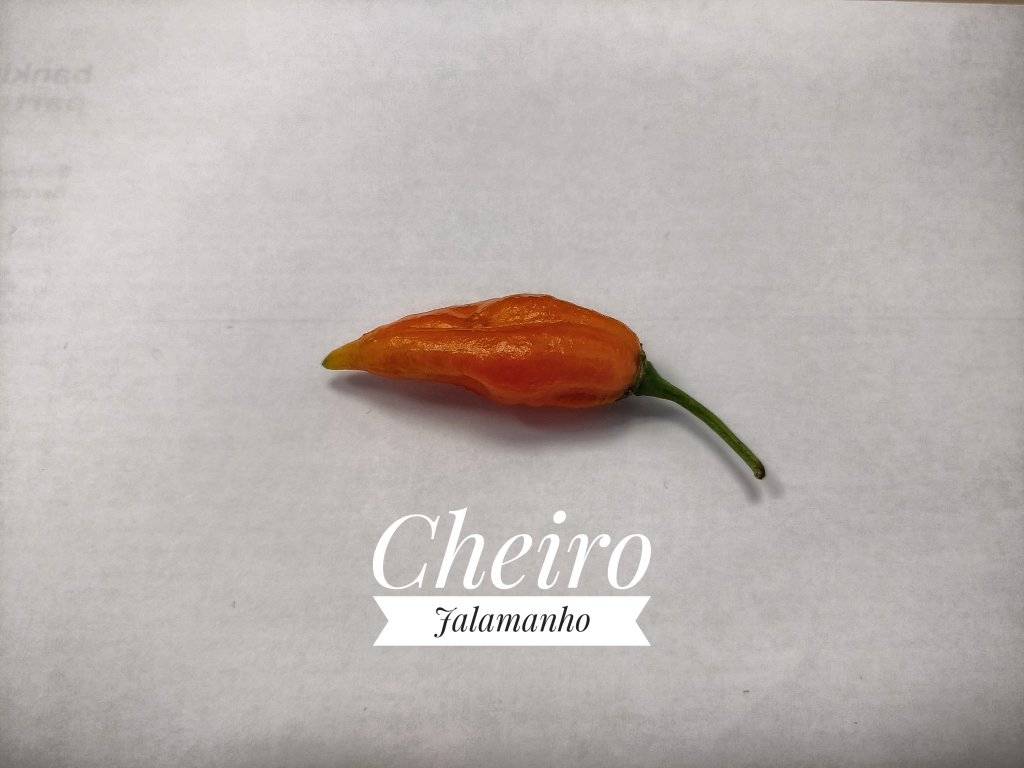 Cheiro Jalamanho