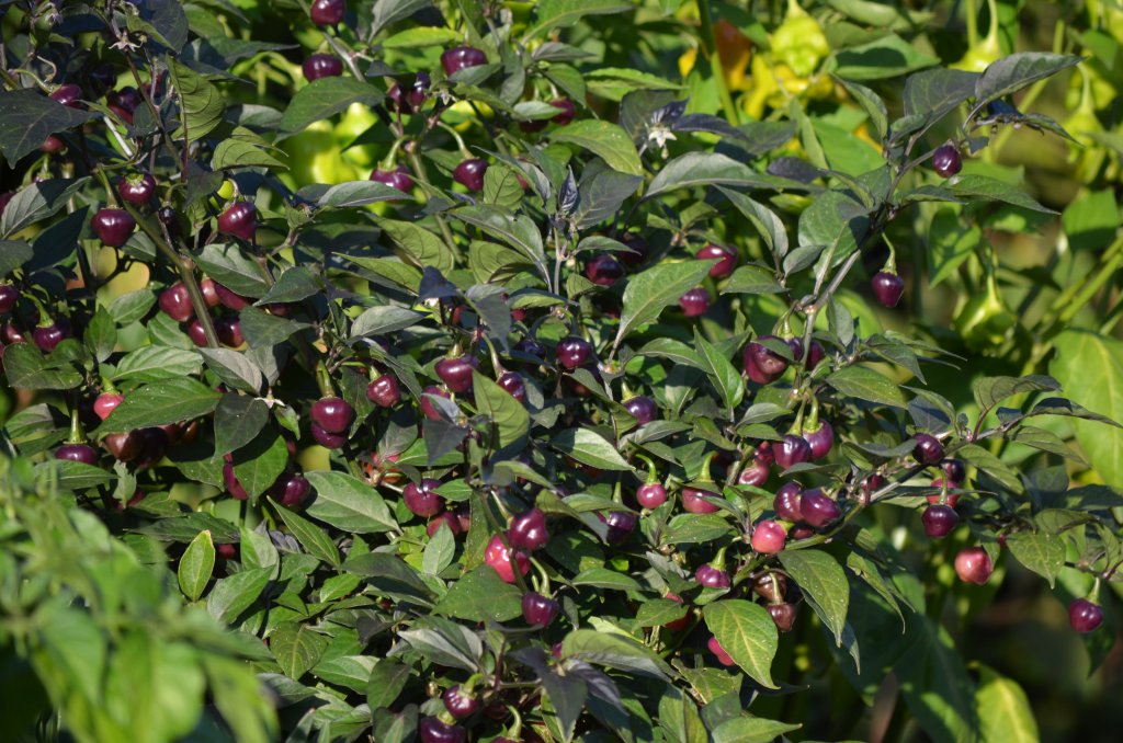 Cheiro Roxa