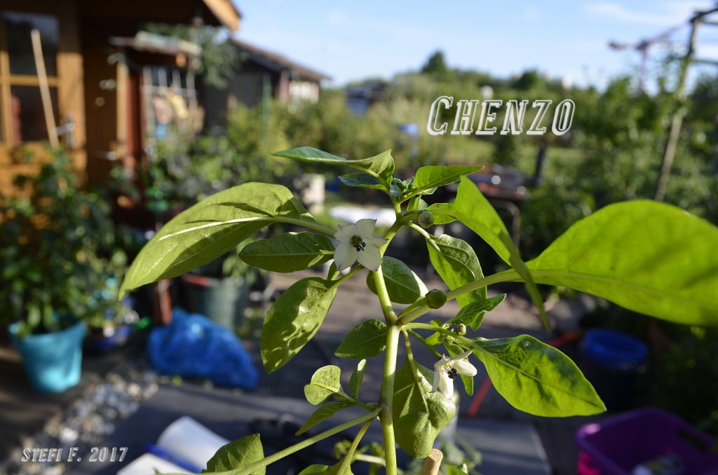 Chenzo