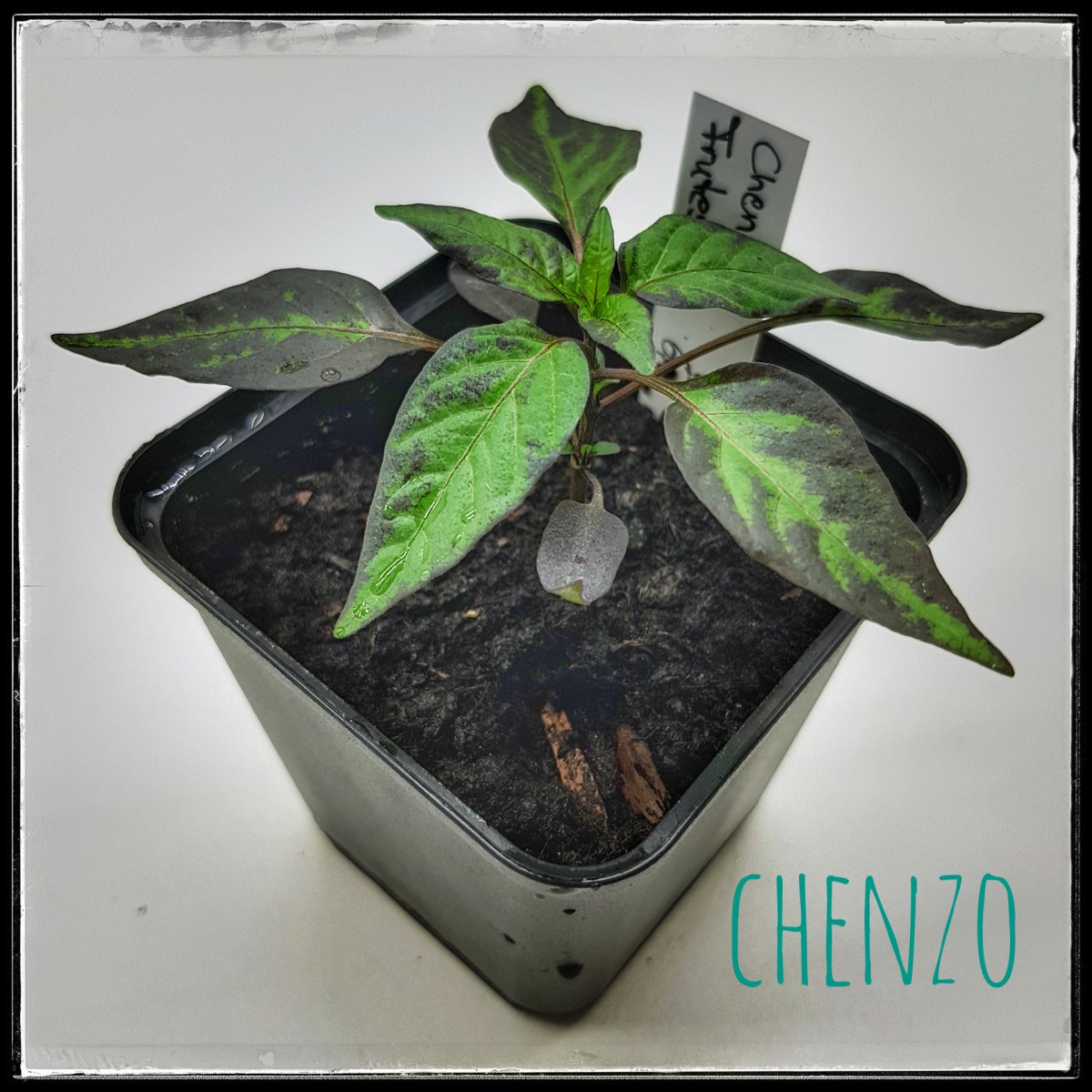 Chenzo