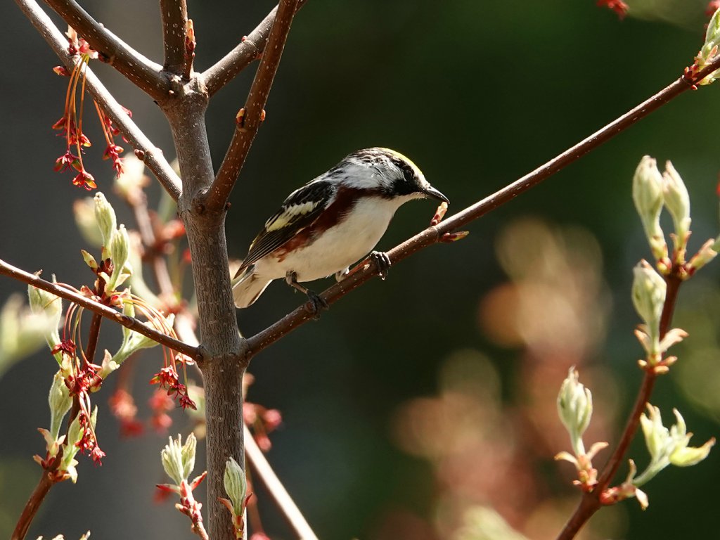 Chestnut-sided warbler / Gelbscheitelwaldsänger