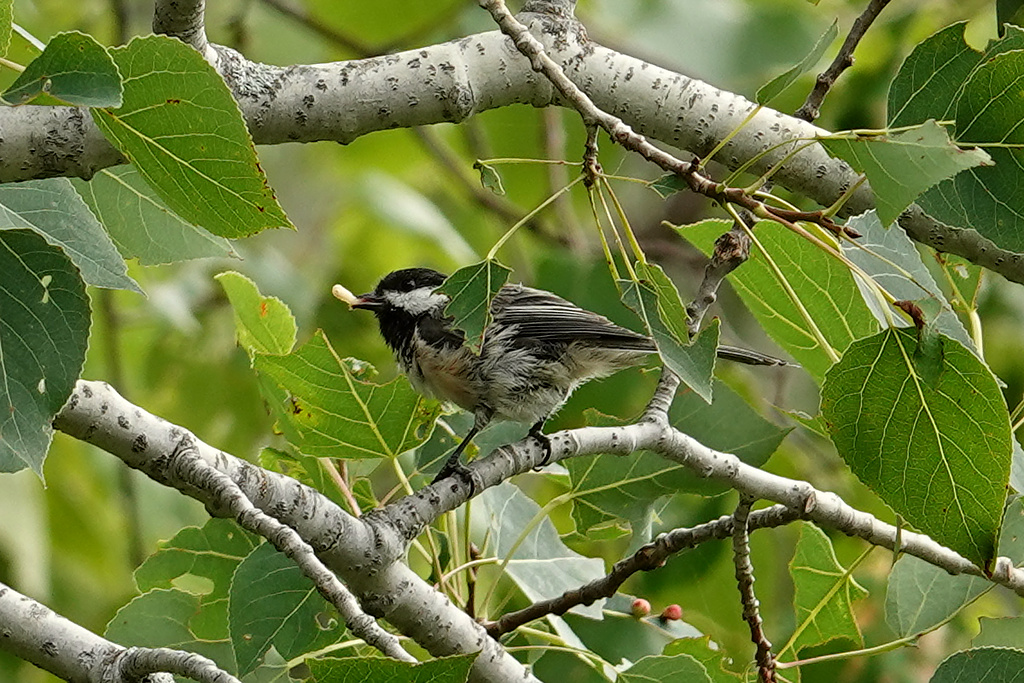 Chickadee