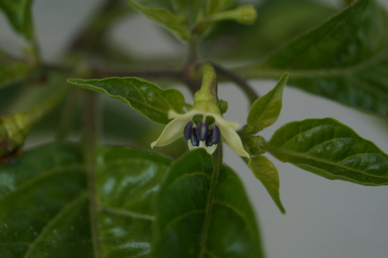 Chiclayo Blüte