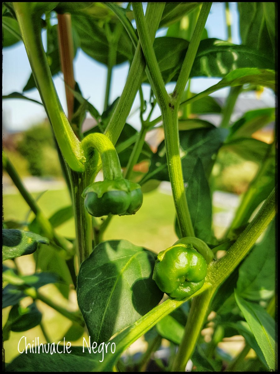 Chilhuacle Negro - Beeren