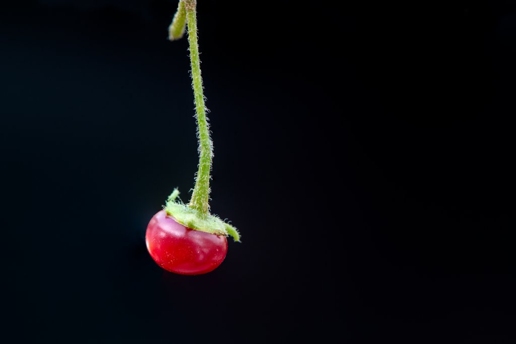 Chili-Capsicum rhomboideum