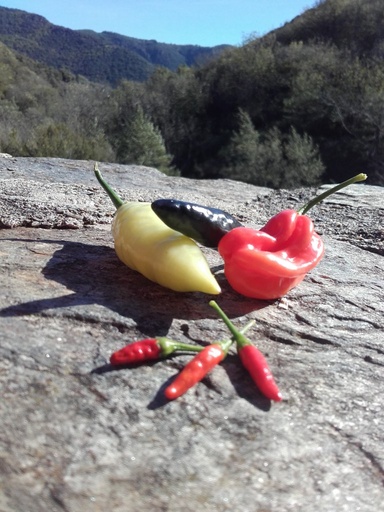 CHILI-ERNTE