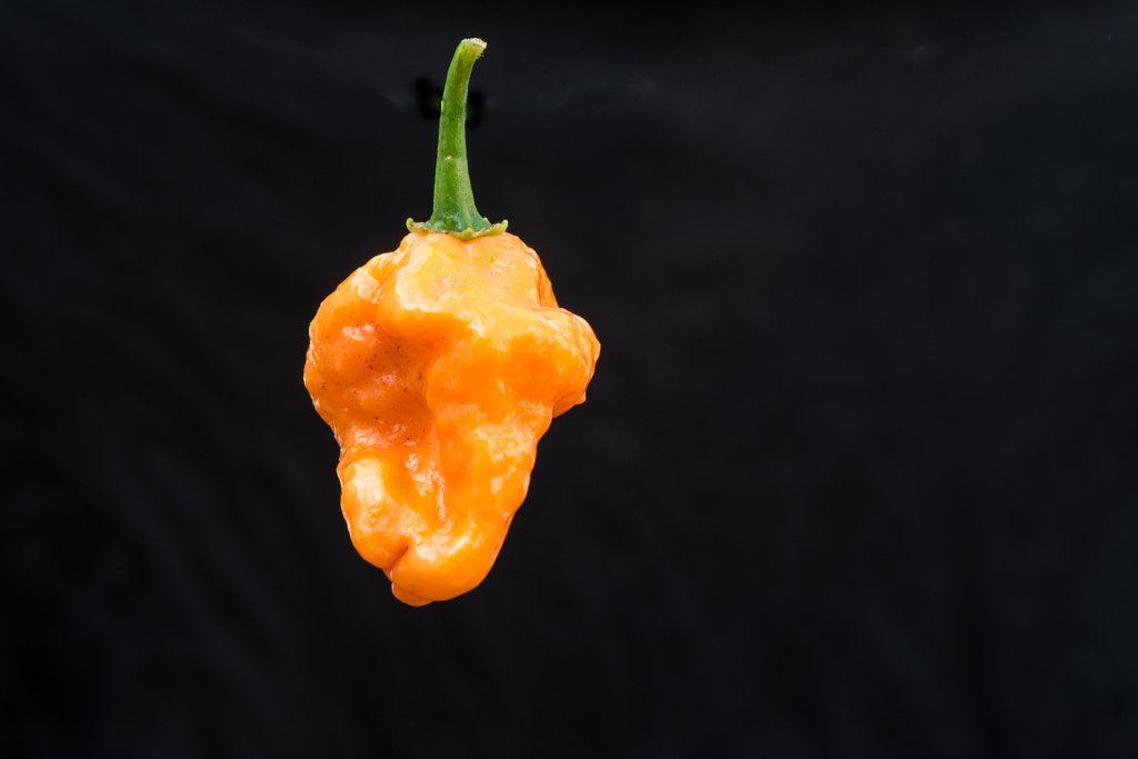 Chili-Orange Blop