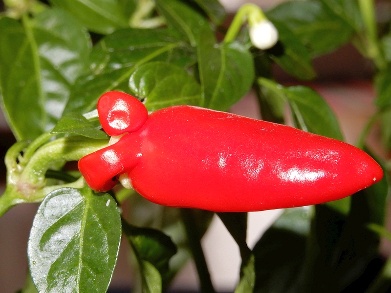 Chili