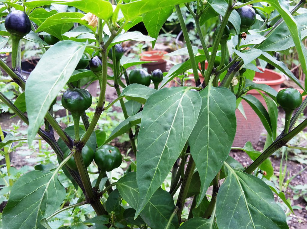 Chili2016-0308 002