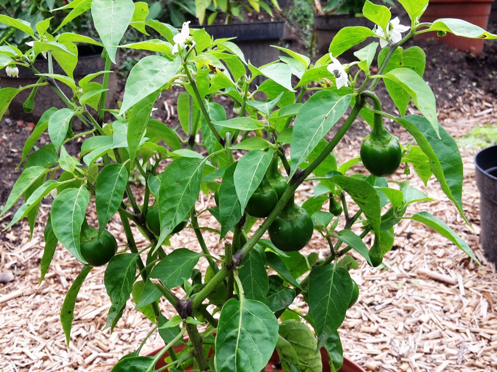 Chili2016-0308 006