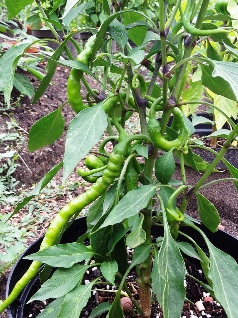 Chili2016-0308 008