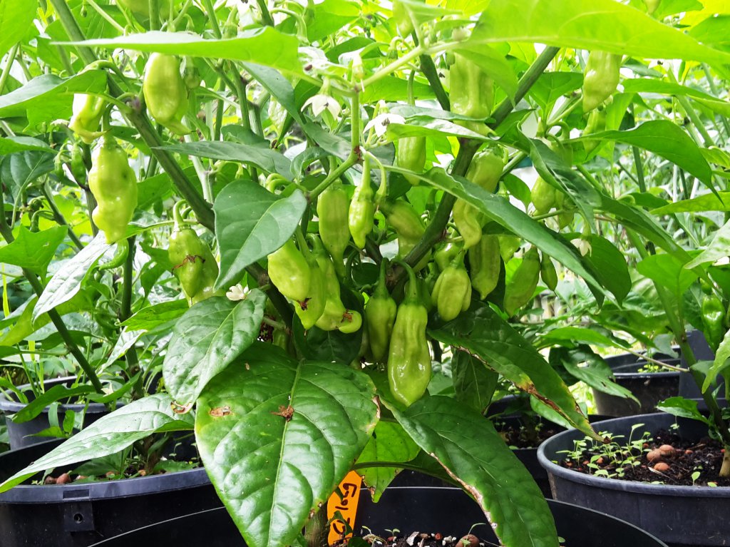 Chili2016-0308 011