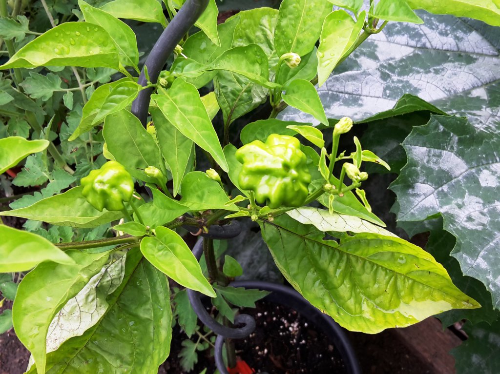 Chili2016-0508 002