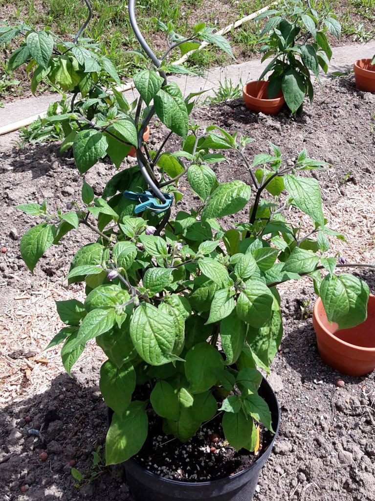 Chili2016-0607 016