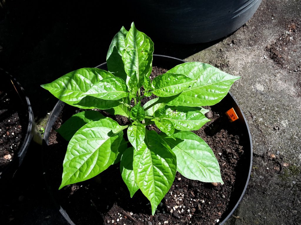 Chili2016-0706 013