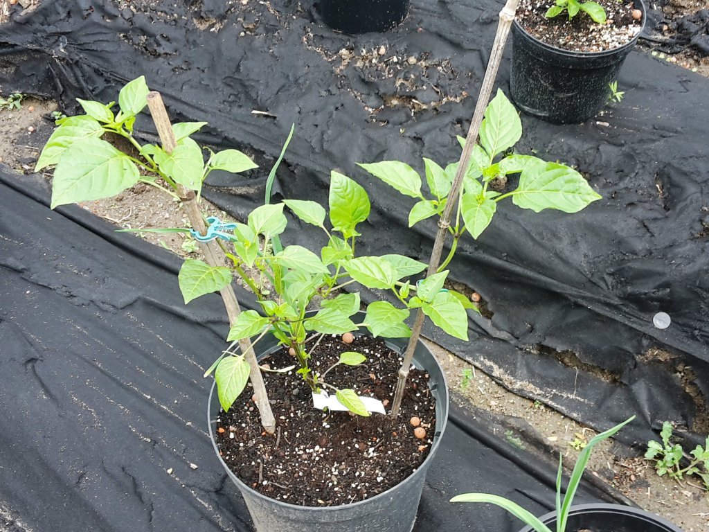 Chili2016-1306 019