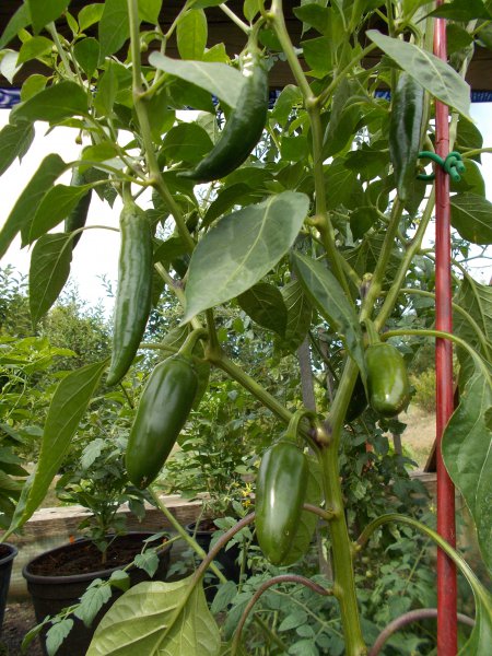 Chilis01082015008