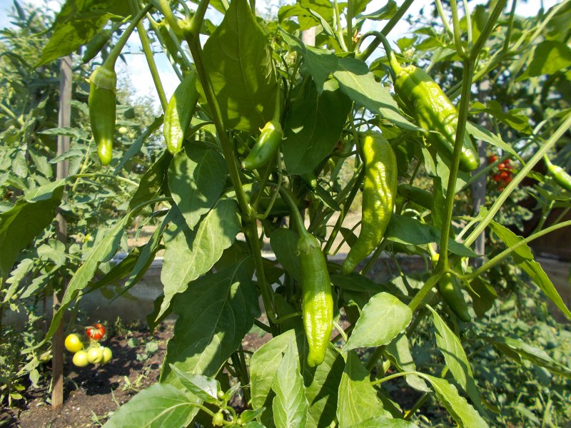 Chilis07082015003