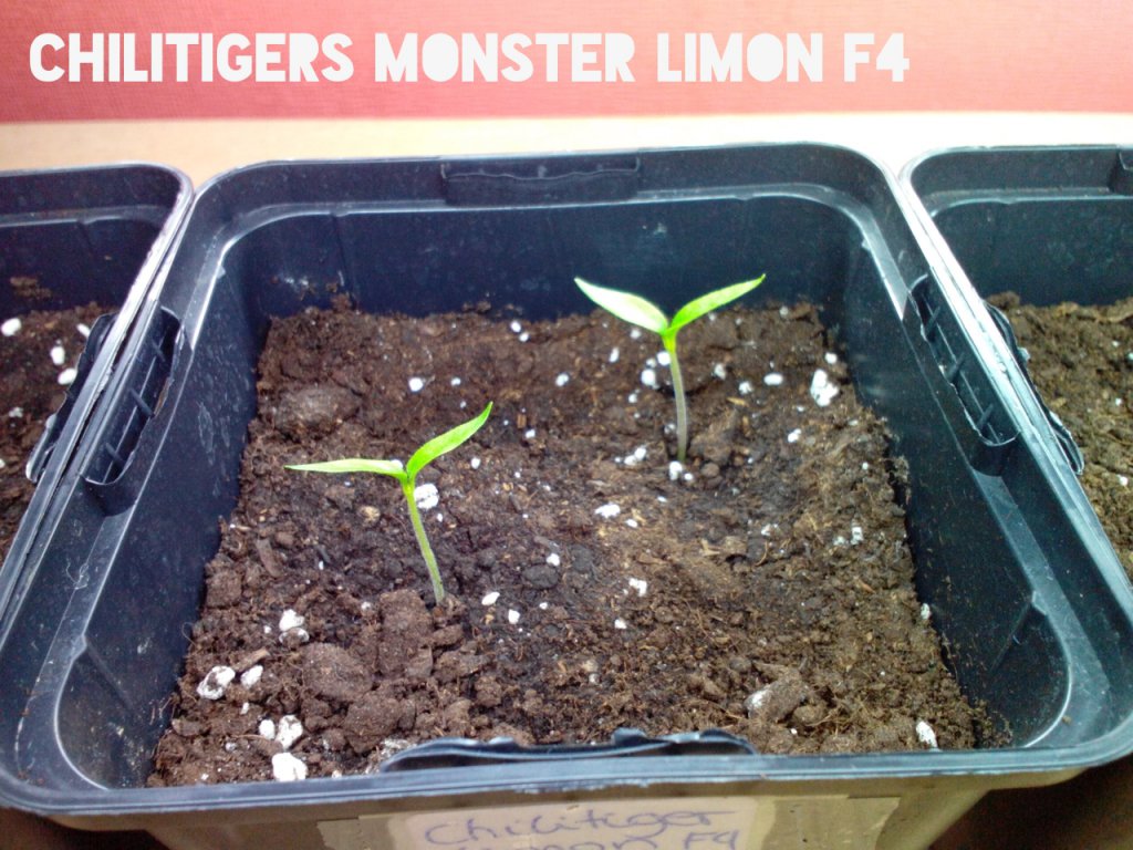 Chilitigers Monster Limon F4