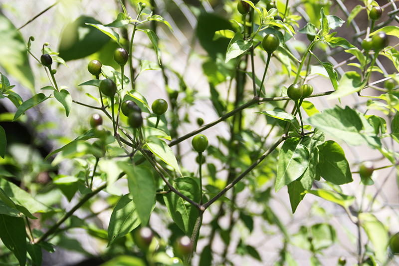 Chiltepin Amarillo