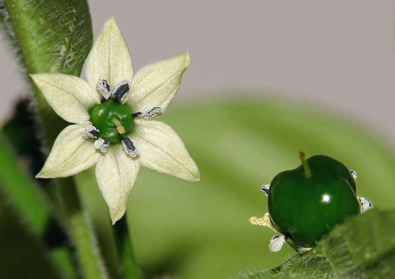 Chinense Blüte