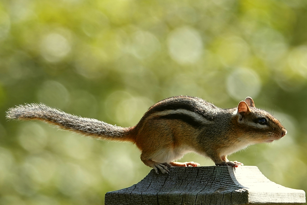 Chipmunk / Streifenhörnchen