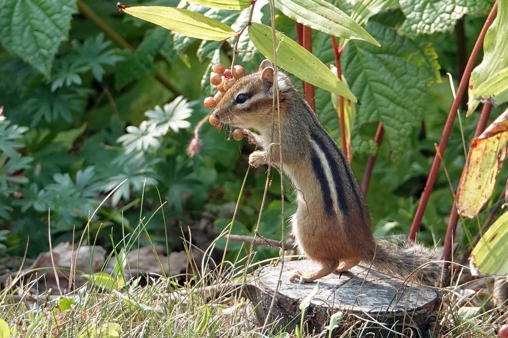 Chipmunk