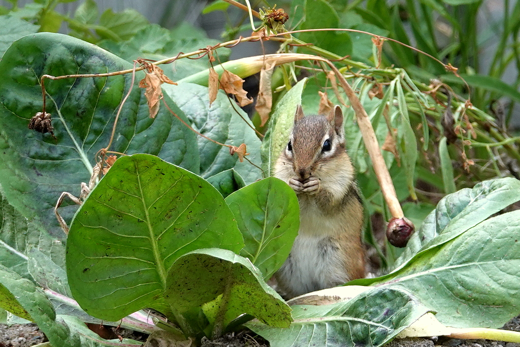 Chipmunk