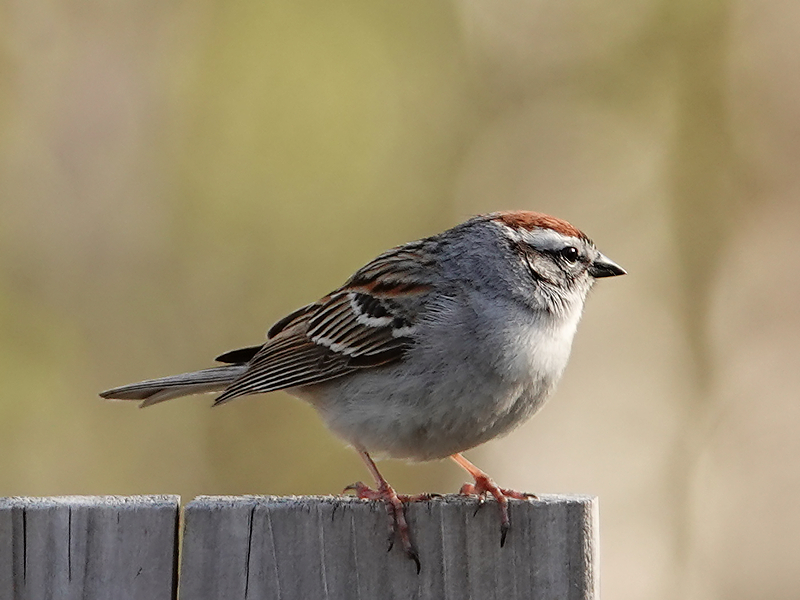 Chipping sparrow / Schwirrammer