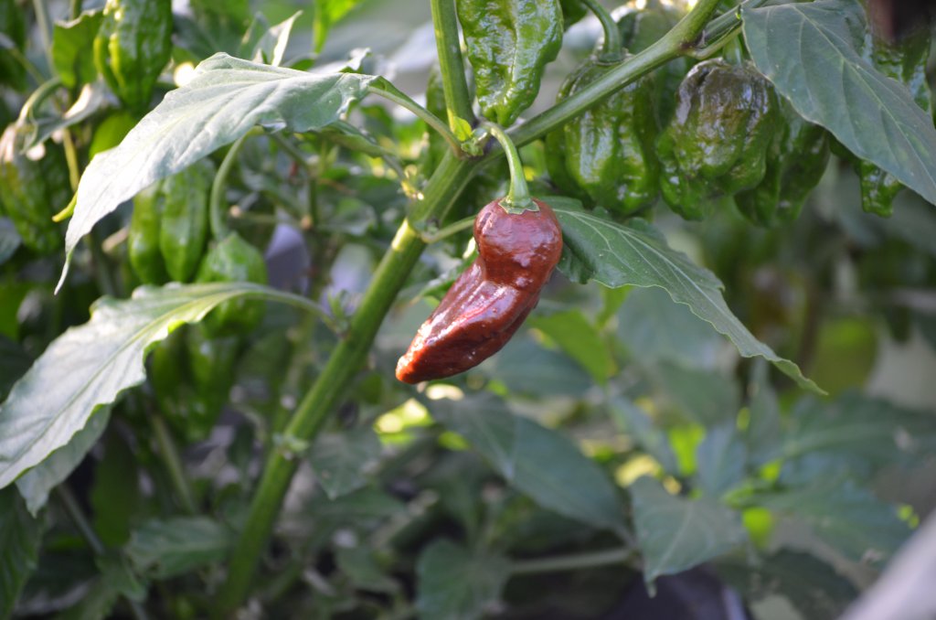 Chocolate Bhut Jolokia