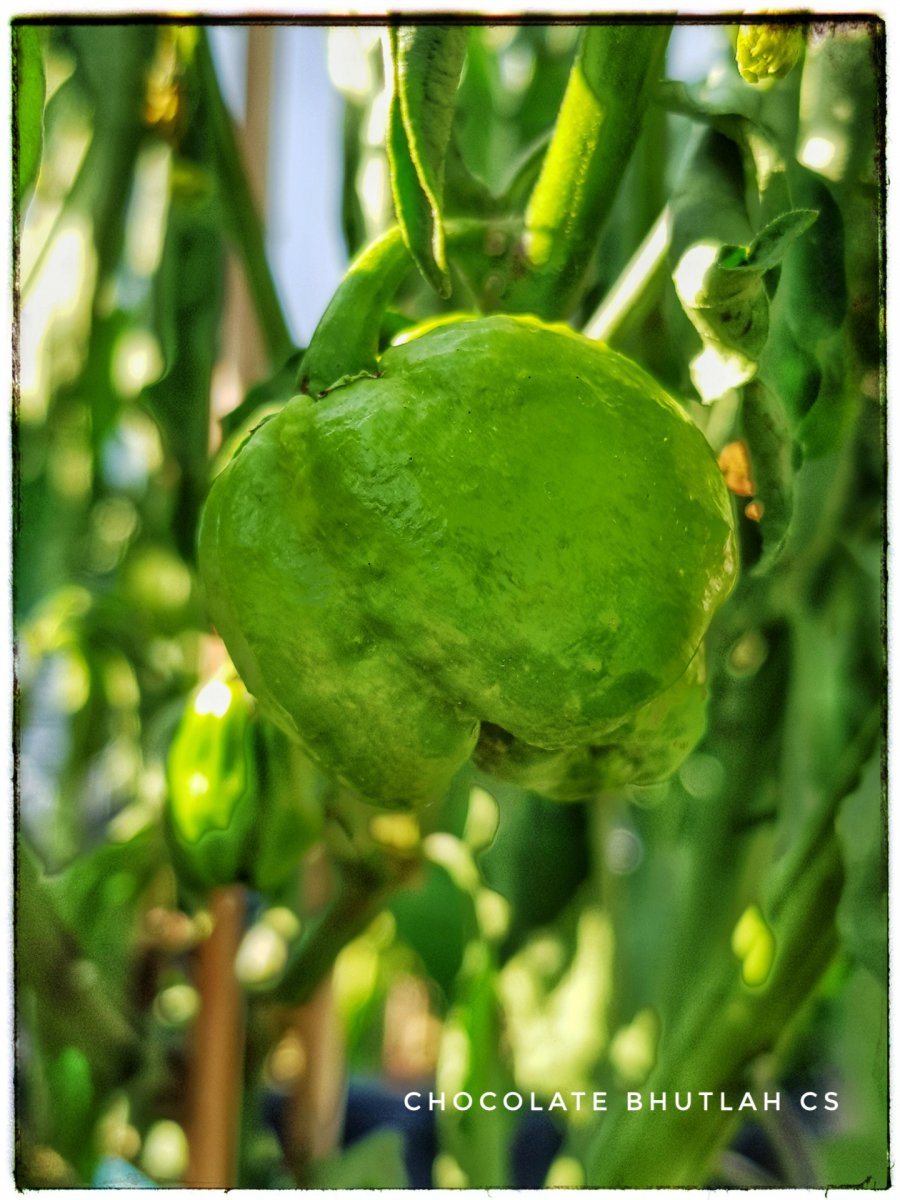 Chocolate Bhutlah CS