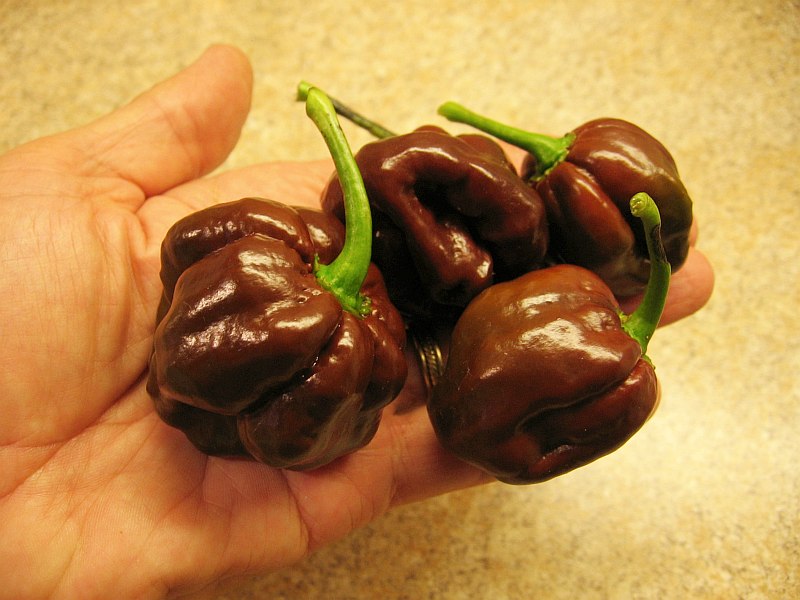 Chocolate Scotch Bonnet