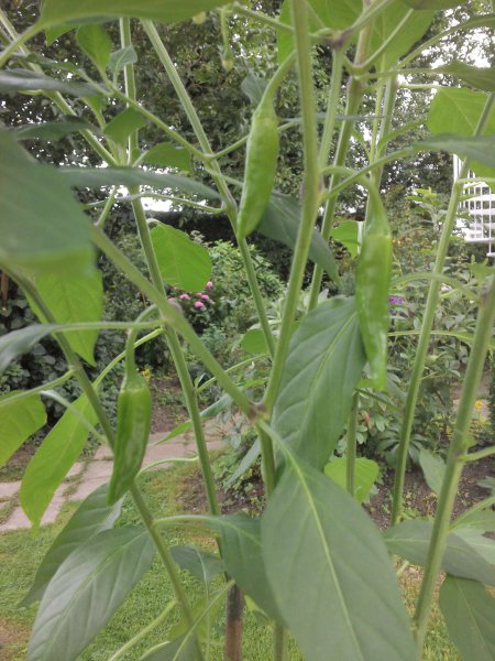 Chuchili15-158_1