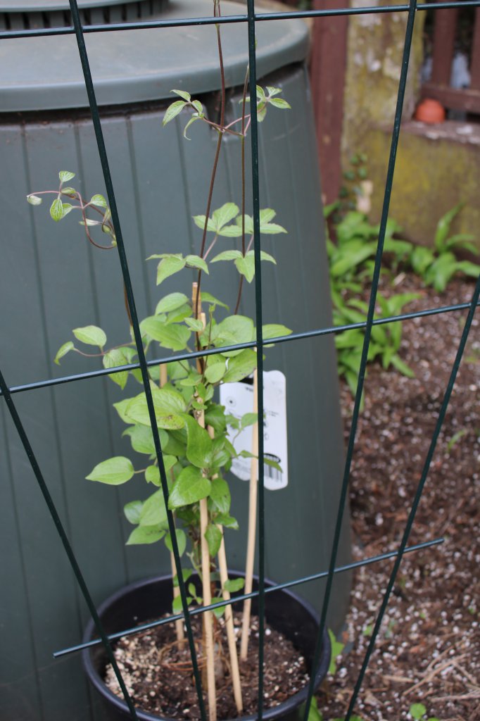 Clematis