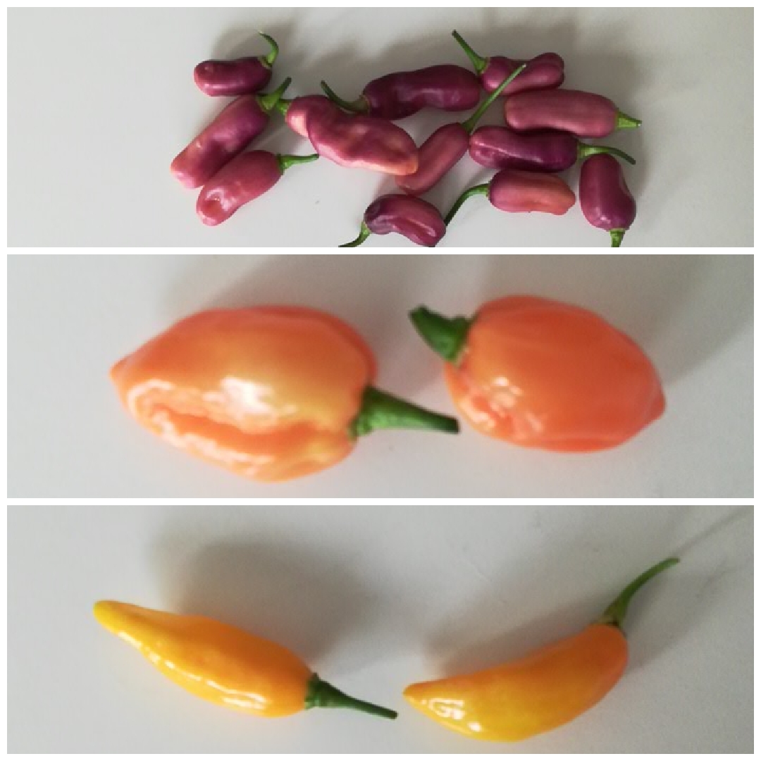 collage_fidalgo roxa,chora De Nino,Sweet yellow datil