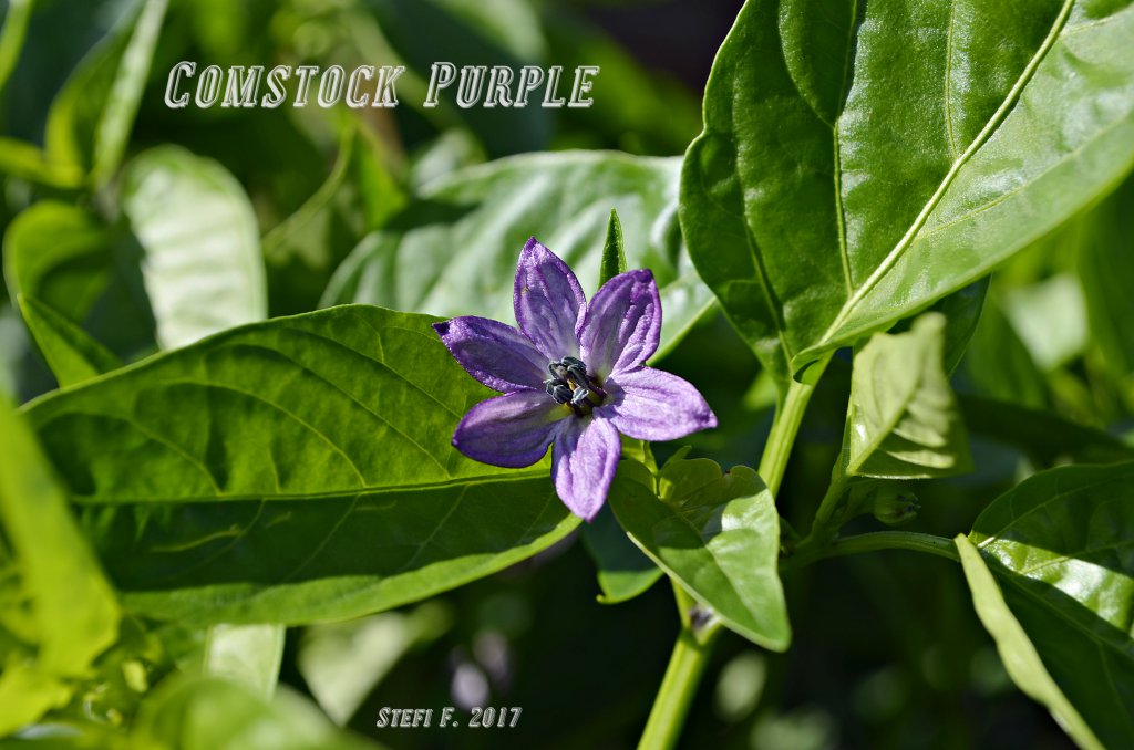 Comstock Purple