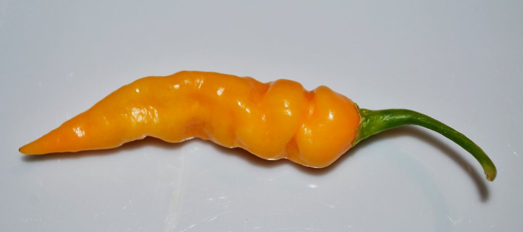 Coole Blondine - Black Bhut x Murupi Amarela White?