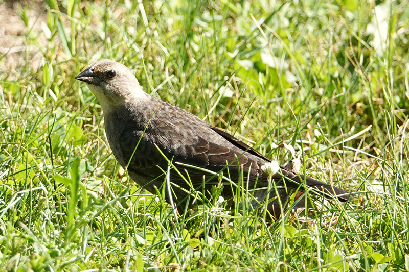 Cowbird Female